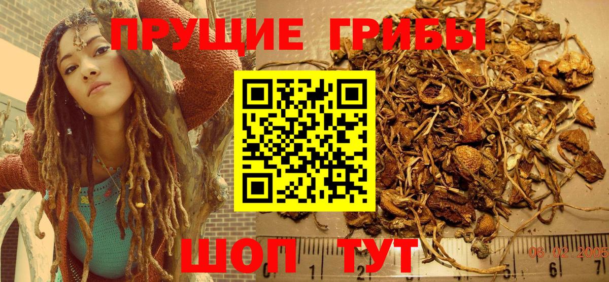 Псилоцибиновые грибы Psilocybine cubensis Крымск